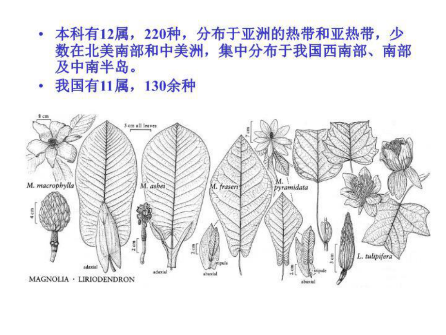 最新木兰科植物1课件.ppt_第3页