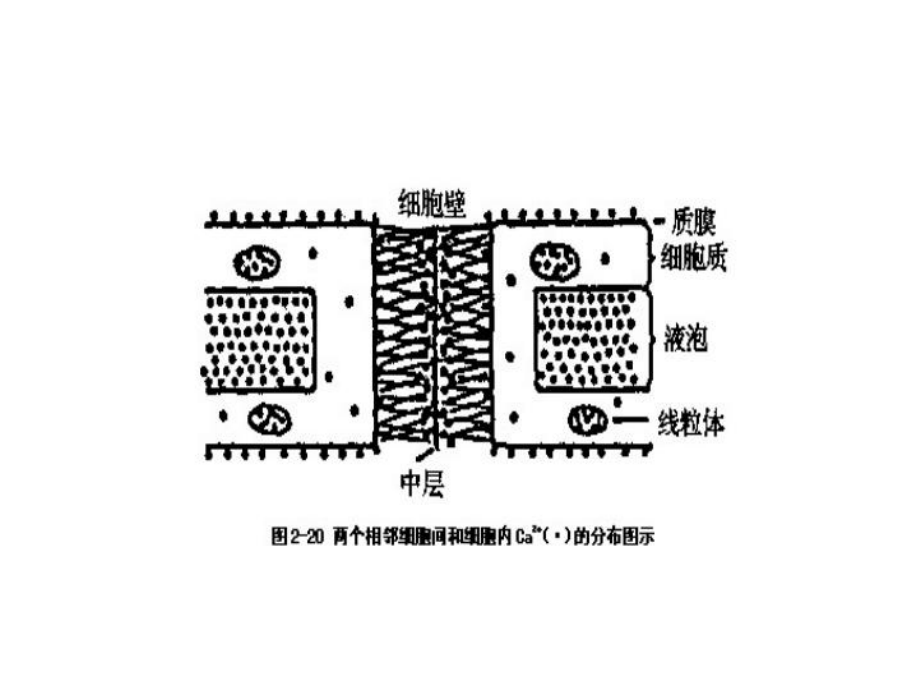 园艺112第三组柑橘的生产技术课件.ppt_第3页