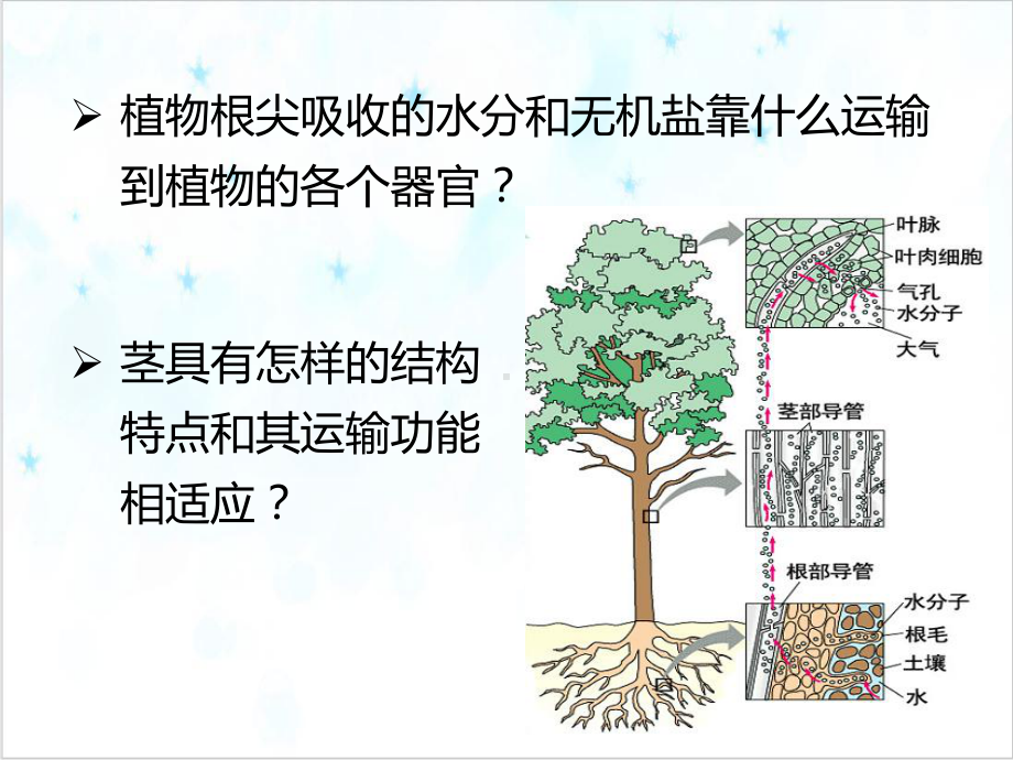 浙教版科学八年级下《植物的茎与物质运输》优质课件1.pptx_第1页