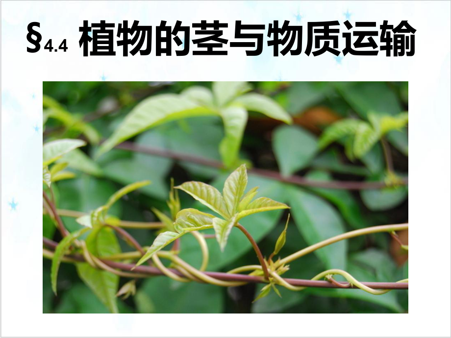 浙教版科学八年级下《植物的茎与物质运输》优质课件1.pptx_第2页