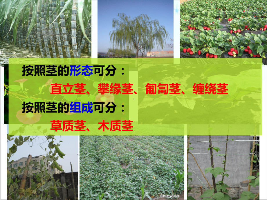 浙教版科学八年级下《植物的茎与物质运输》优质课件1.pptx_第3页