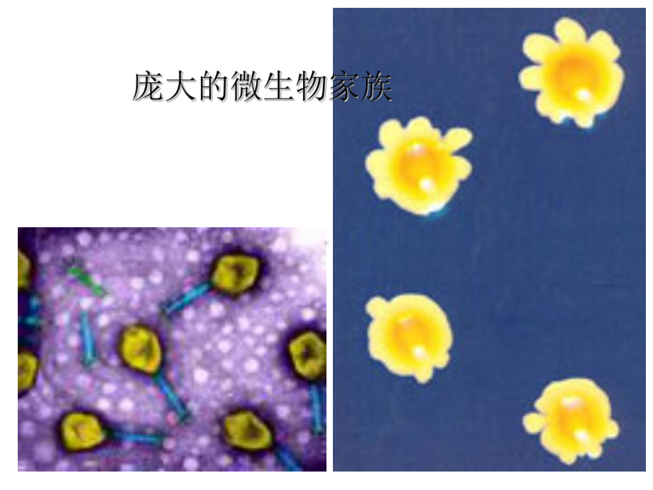 微生物基础知识正式版课件.ppt_第1页