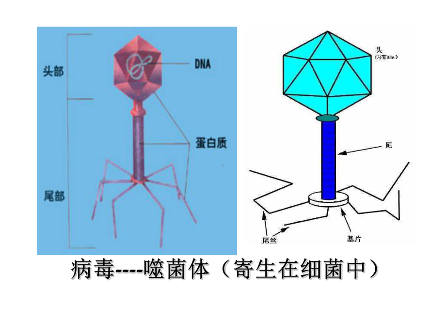 微生物基础知识正式版课件.ppt_第2页