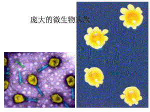 微生物基础知识正式版课件.ppt