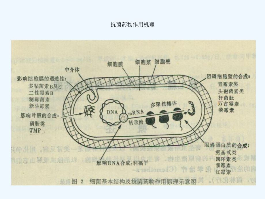 抗菌药物监测与应用管理课件.ppt_第3页