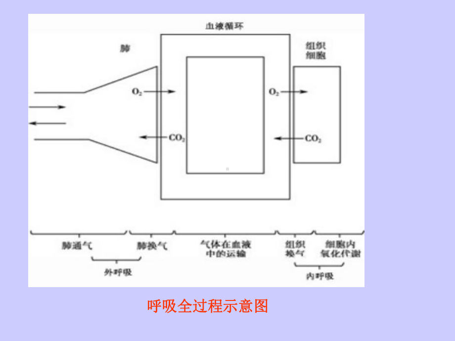 生理学-课件第五章-呼吸.ppt_第3页