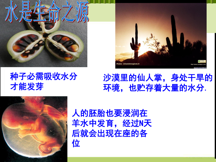 生物必修一细胞中的无机物课件.ppt_第3页