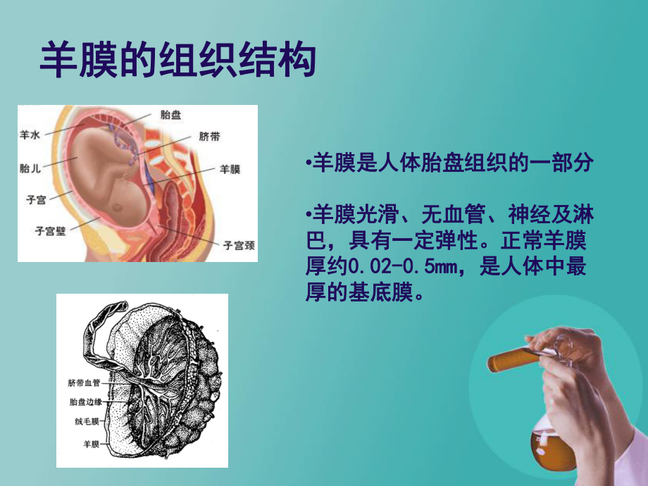 生物羊膜特点与应用-课件.ppt_第3页