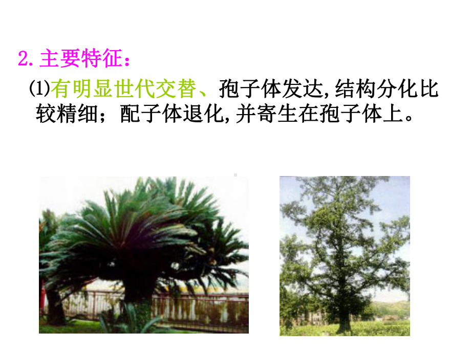 植物学-裸子植物课件.ppt_第2页