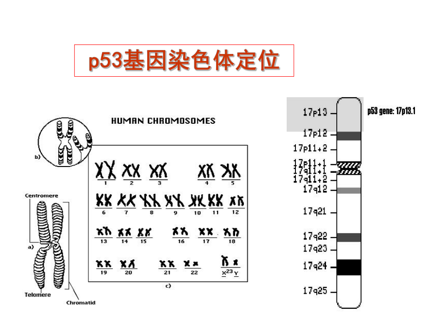 基础与临床-课件.ppt_第3页