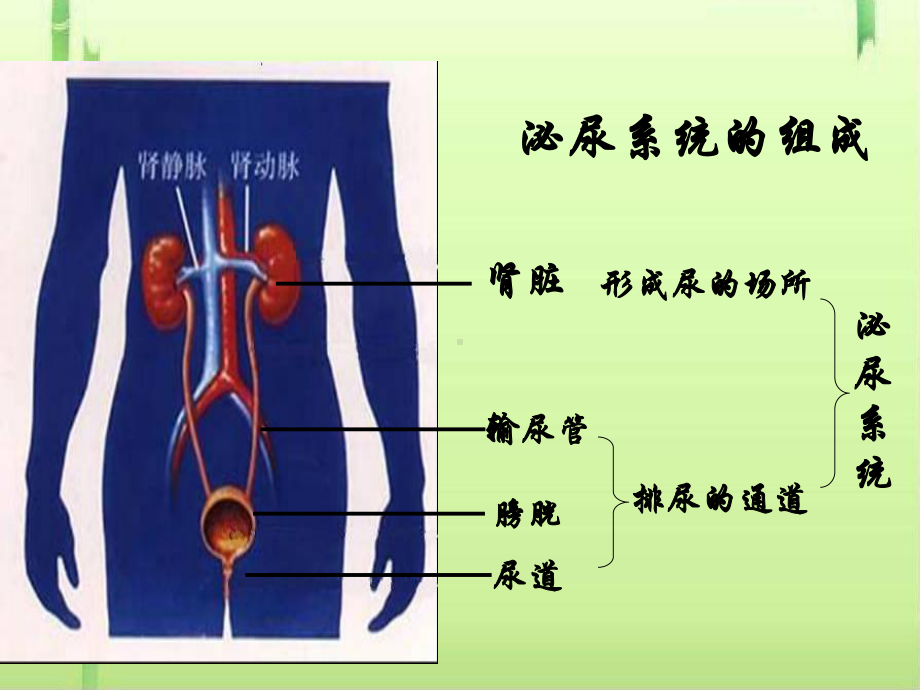 尿的形成与排出课件-北师大版.ppt_第3页