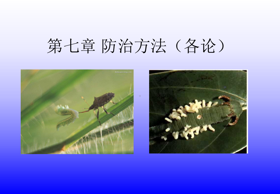 昆虫学课件第七章-防治方法(各论).ppt_第1页