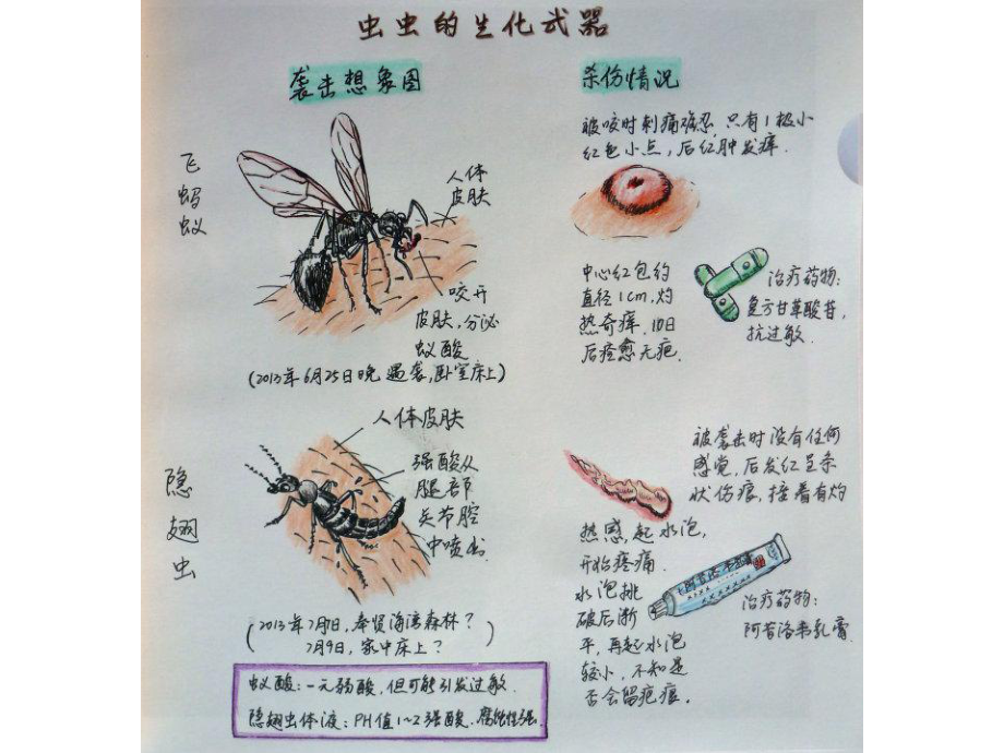 昆虫自然笔记课件.ppt_第2页