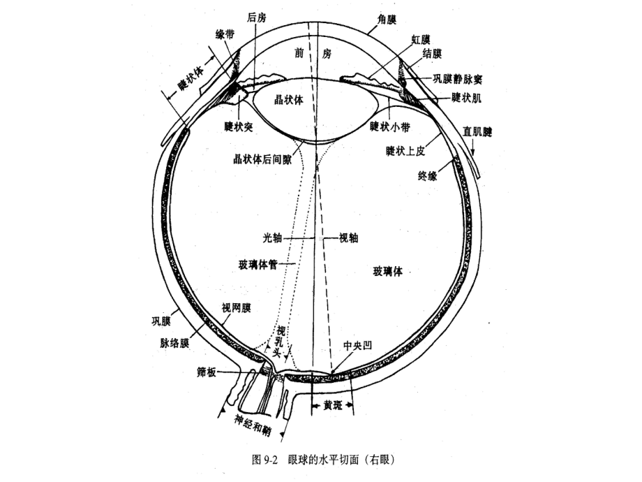 最新二节视觉课件.ppt_第2页