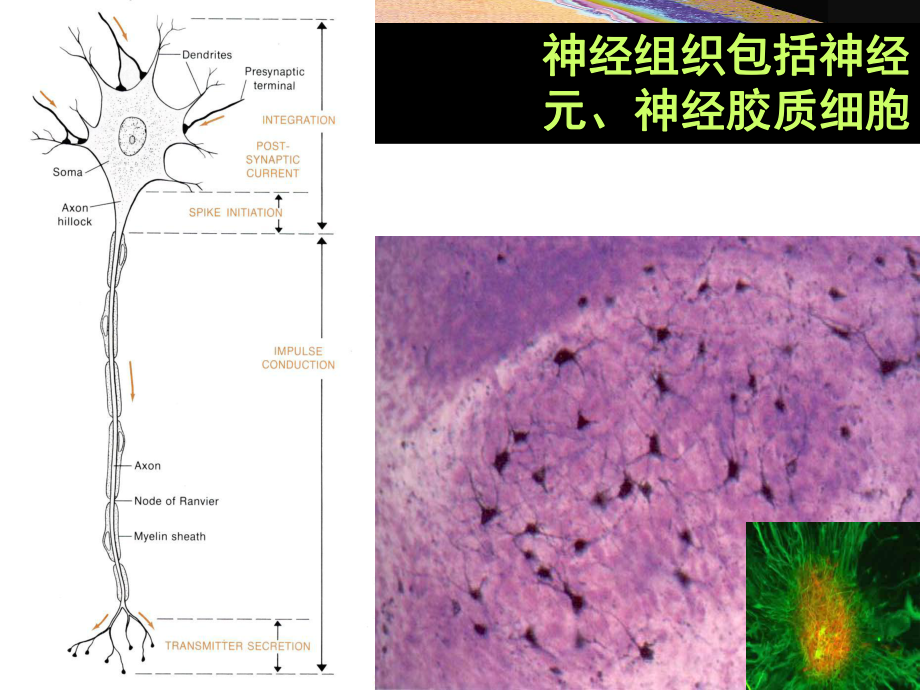 普通生物学-13神经系统与神经调节课件.ppt_第3页