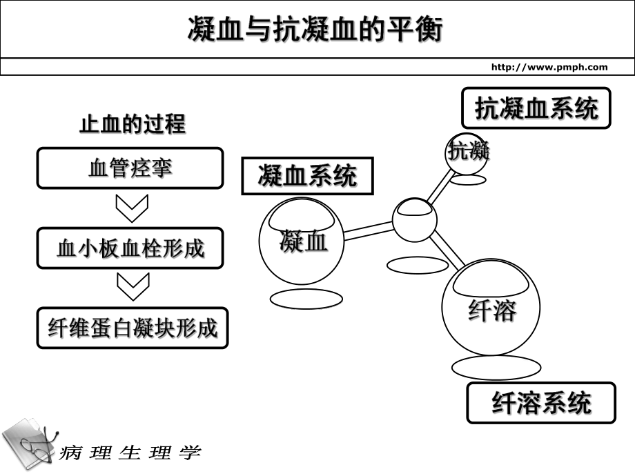 抗凝血酶课件.ppt_第2页