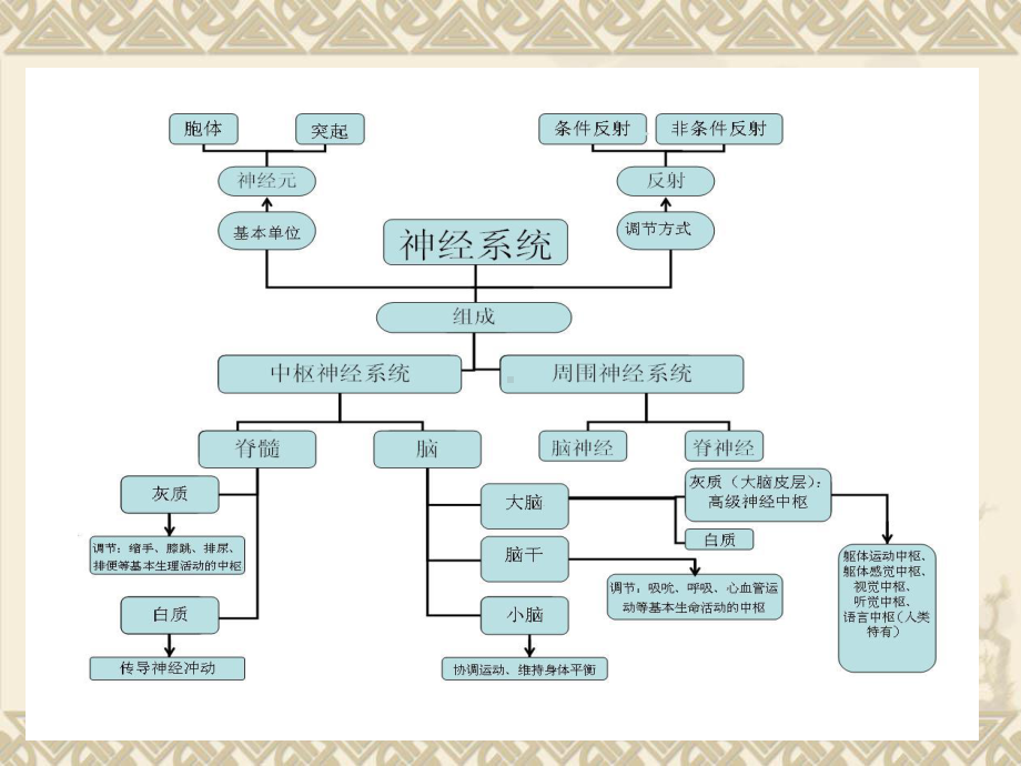 生理学课件第十章-神经系统的功能.ppt_第3页