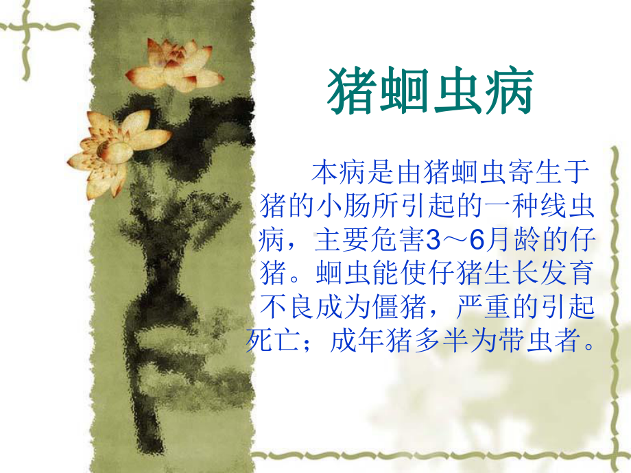 猪蛔虫病课件.ppt_第1页