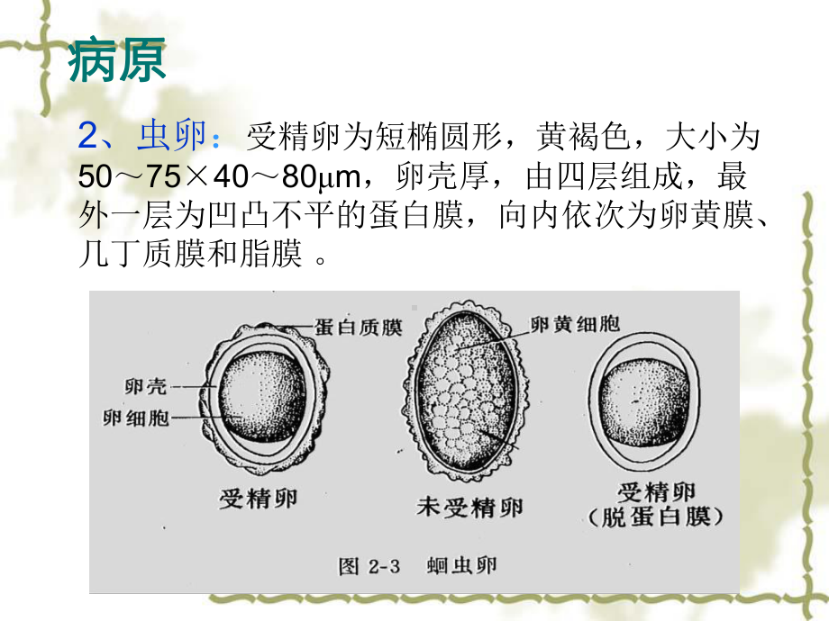 猪蛔虫病课件.ppt_第3页