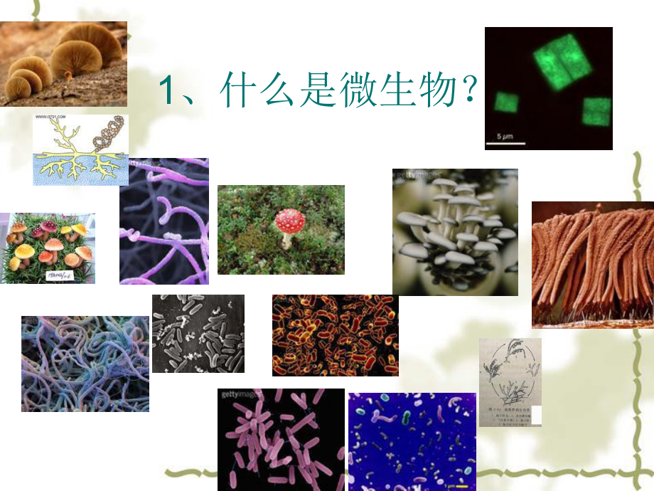 生物圈中和微生物课件.ppt_第2页