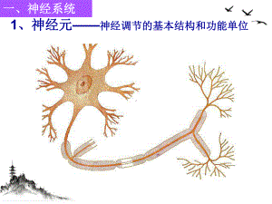 神经调节一轮复习课件.pptx