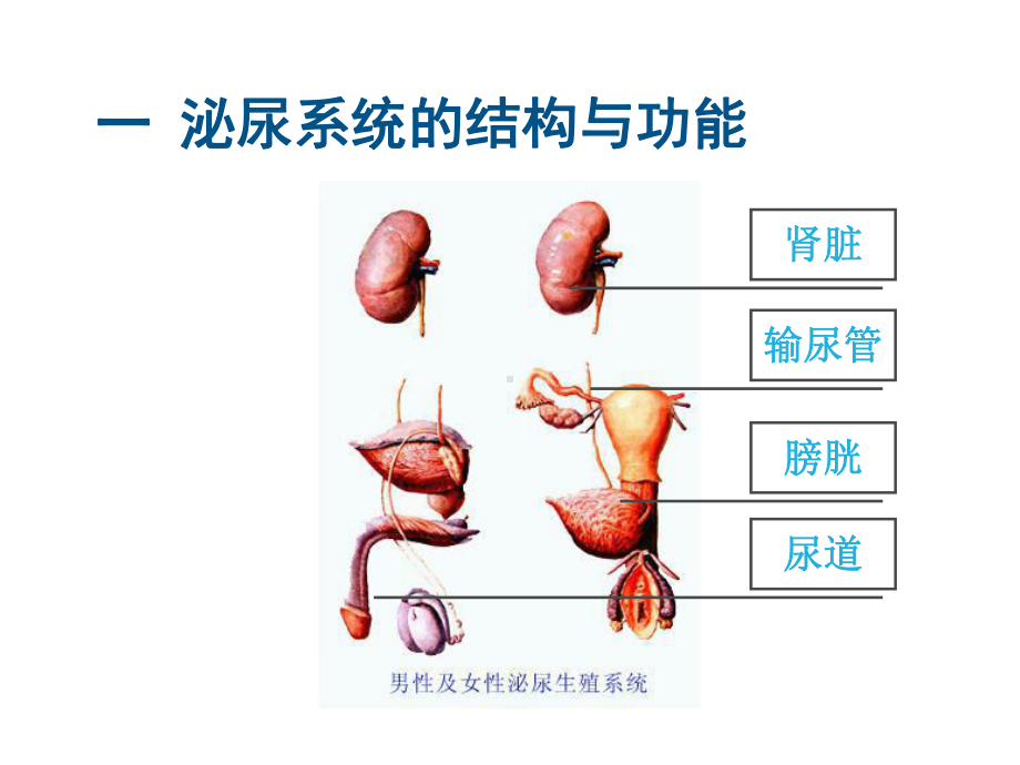 排尿异常的观察与护理课件.ppt_第3页