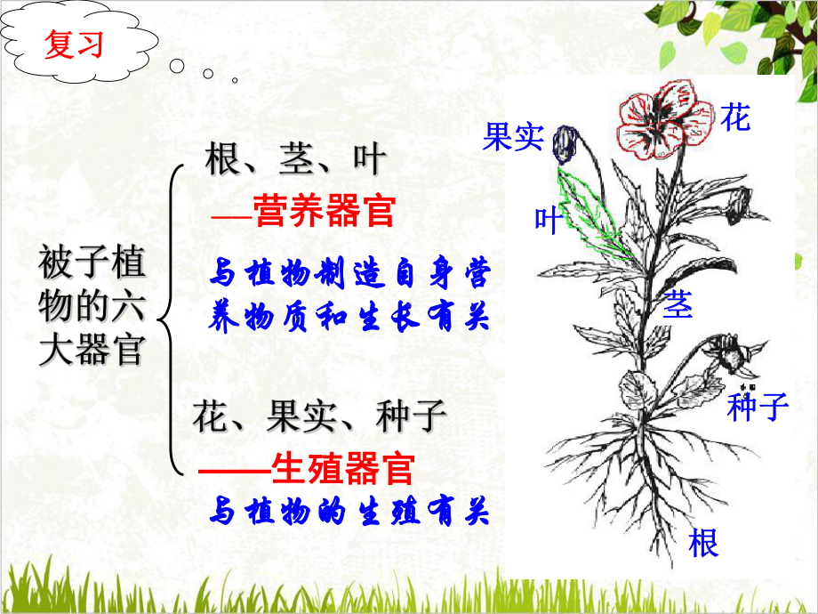 浙教版七年级下科学《植物的一生》完美课件3.ppt_第1页