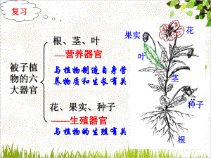 浙教版七年级下科学《植物的一生》完美课件3.ppt