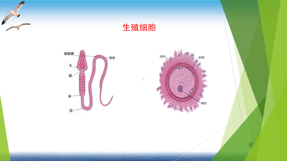 新人教版《人的生殖》课件3.pptx_第3页