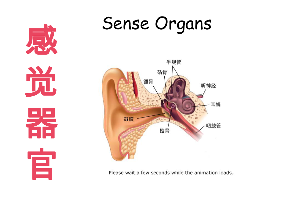 感觉器官生理课件.ppt_第1页