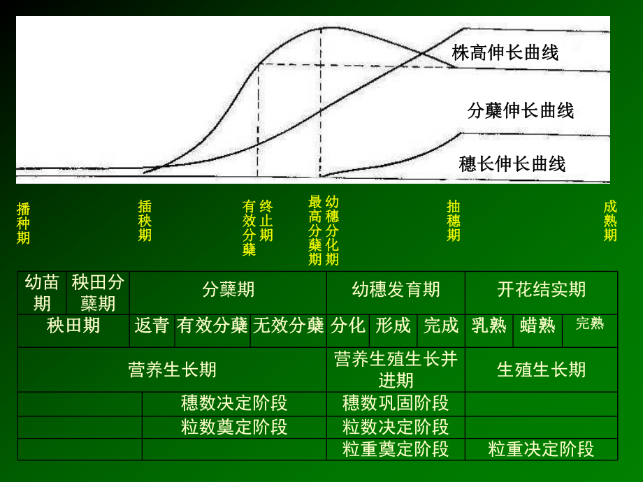 水稻产量形成及其高产栽培新技术-(minimizer)课件.ppt_第2页