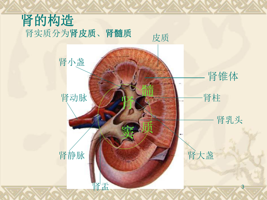 根治性肾切除课件.ppt_第3页