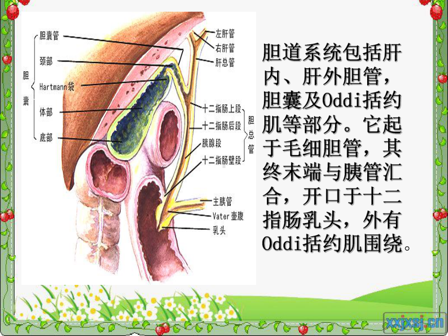 最新胆总管结石护理查房26809课件.ppt_第2页