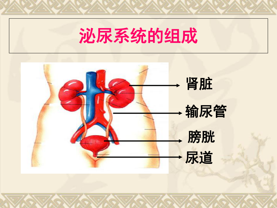 泌尿系统常见症状体征的护理课件.ppt_第2页