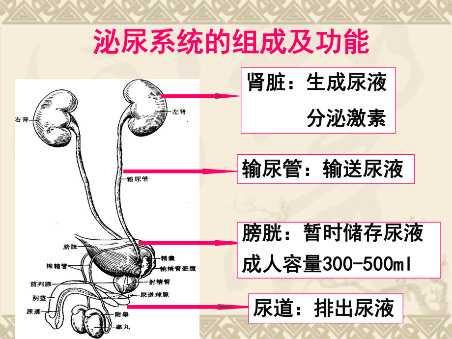 泌尿系统常见症状体征的护理课件.ppt_第3页