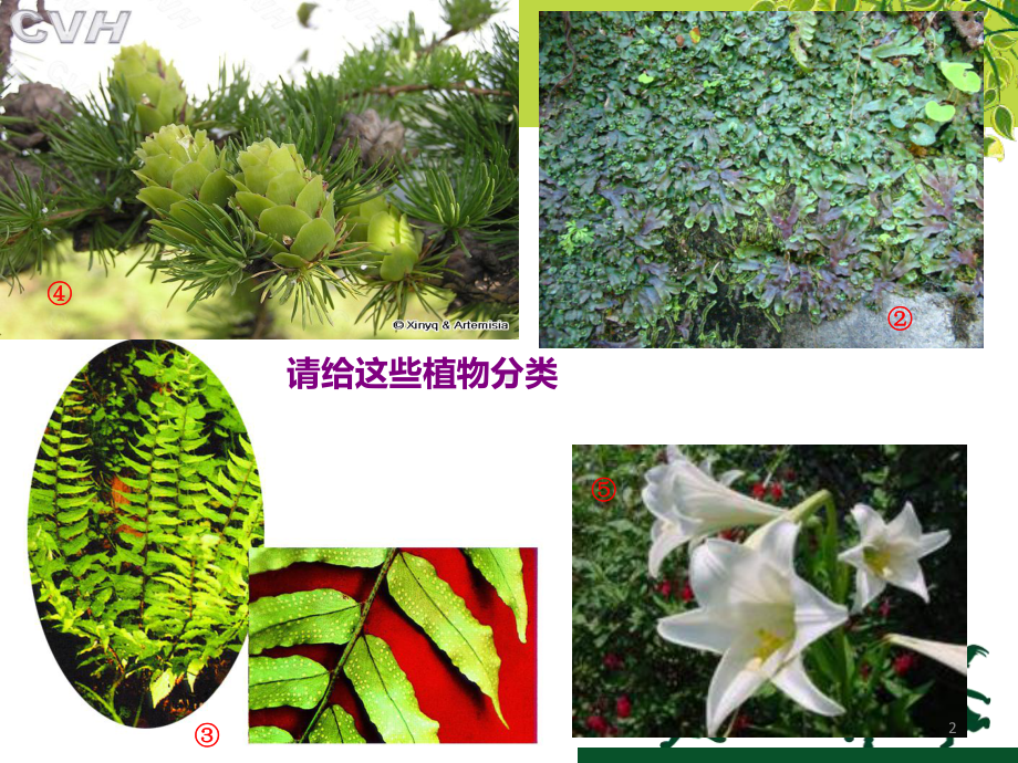 植物的主要类群课件.ppt_第2页