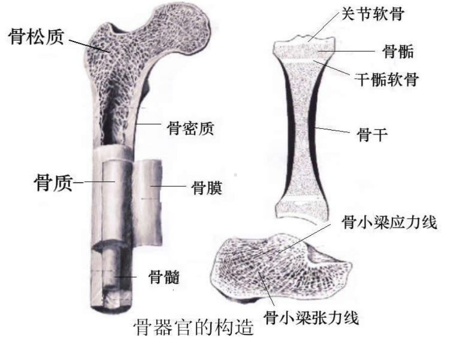 畜禽解剖与组织胚胎学第二章-运动系统课件.ppt_第3页