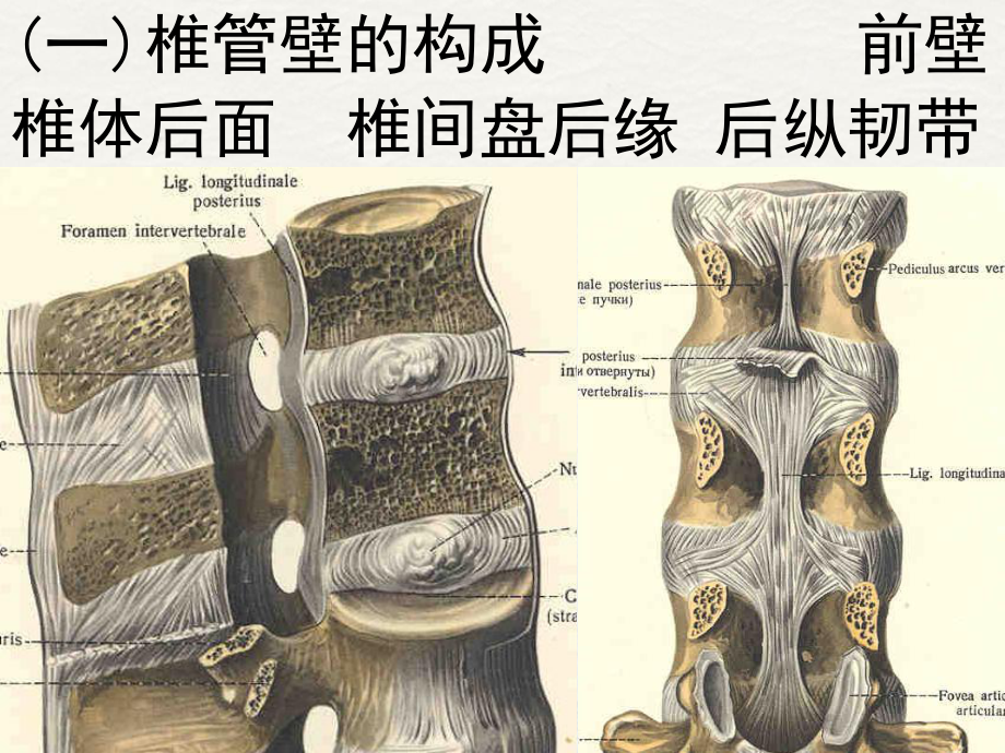 椎管解剖腰麻骶管麻醉基础课件.ppt_第3页