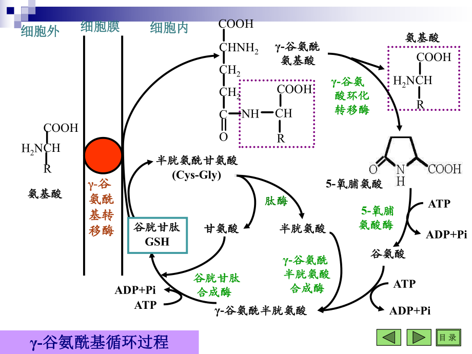 氨基酸代谢课件.ppt_第3页