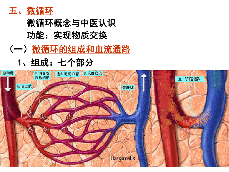 生理学课件-微循环-组织液的生成与回流-.ppt_第1页