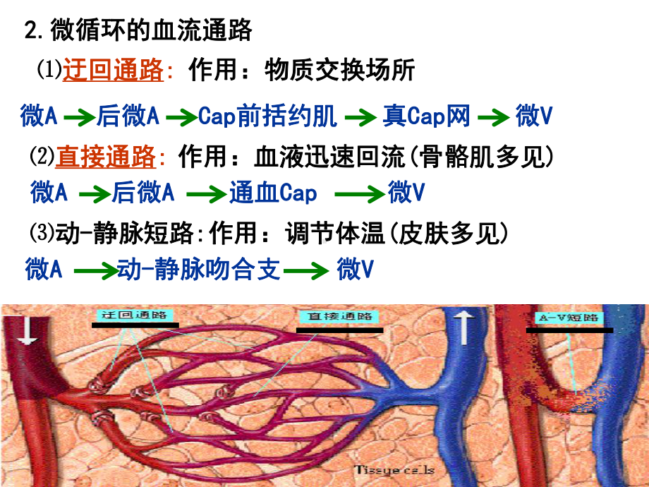 生理学课件-微循环-组织液的生成与回流-.ppt_第2页