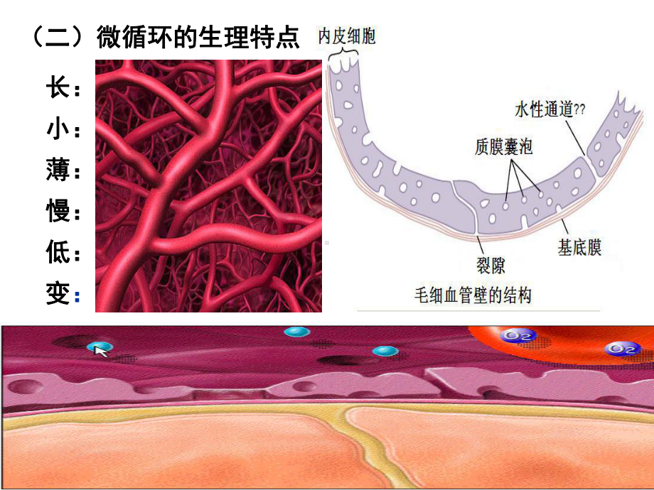 生理学课件-微循环-组织液的生成与回流-.ppt_第3页