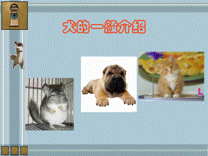 犬的一般介绍课件.ppt