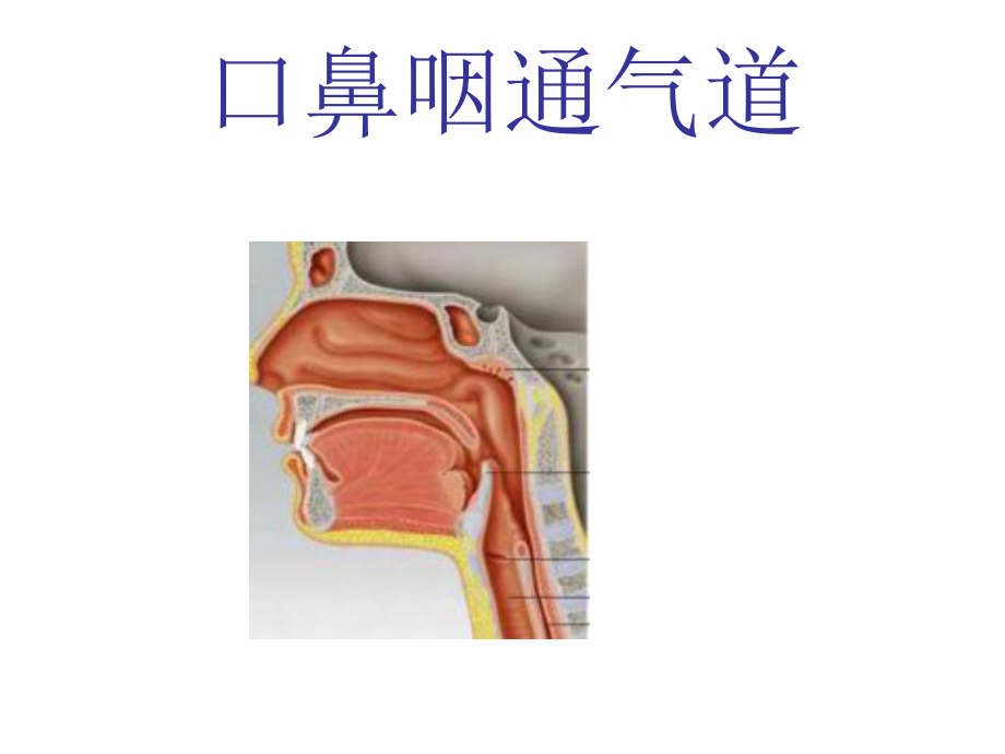 口鼻咽通气道解读课件.ppt_第1页