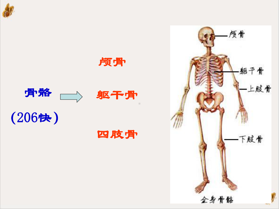 淋巴循环是血液循环的辅助装置课件.pptx_第3页