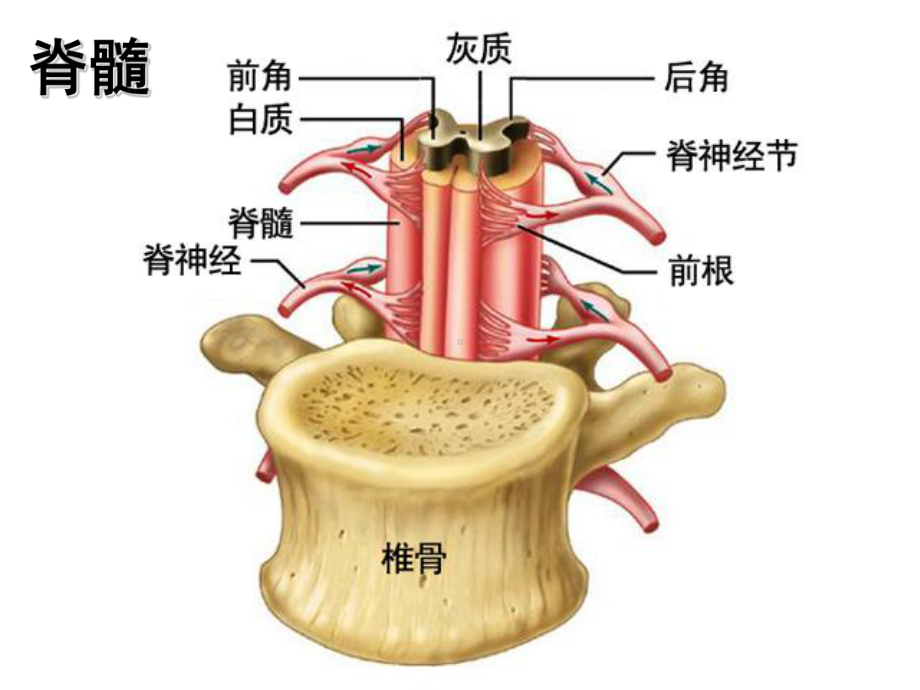 神经调节的结构基础课件-济南版.ppt_第3页