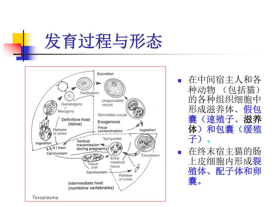 原虫病弓形虫病课件.ppt_第3页