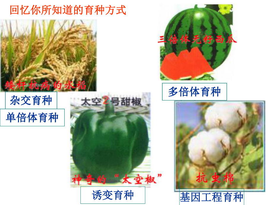 生物的育种知识分享课件.ppt_第2页