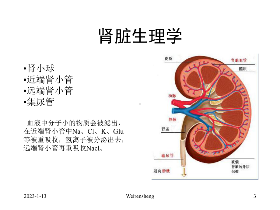 犬猫肾脏疾病的诊断治疗课件.ppt_第3页