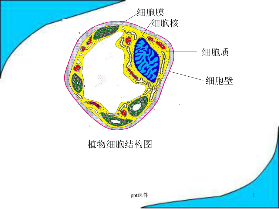 植物细胞结构图-课件.ppt_第1页